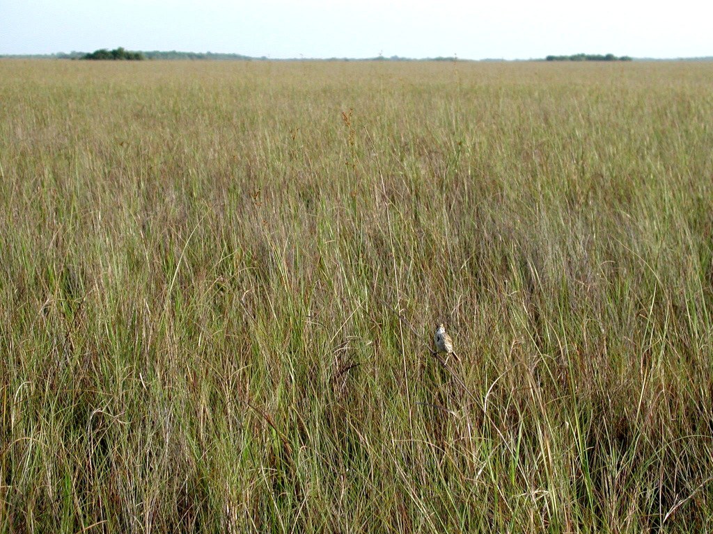 A bird perched above the grasses of freshwater prairie in Everglades National Park