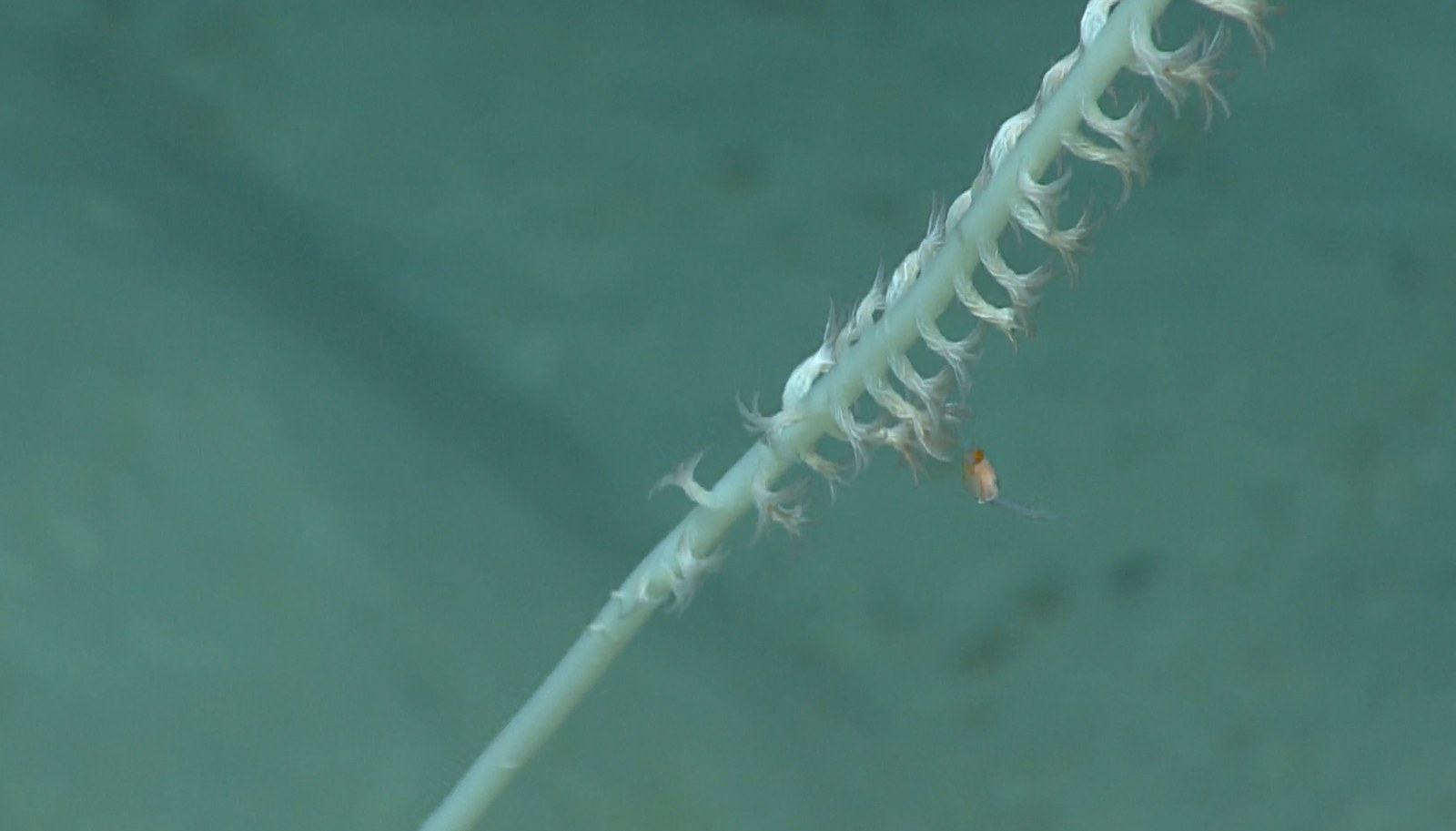A small opossum shrimp resting on a bamboo coral polyp, photographed during the second dive near American Samoa